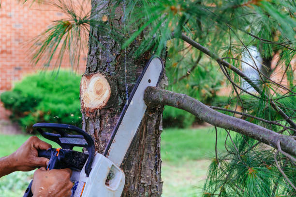 Trusted Northbrook, IL Tree Service Experts